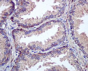 Immunohistochemistry (Formalin/PFA-fixed paraffin-embedded sections) - Anti-VPS24 antibody [EPR12821] - BSA and Azide free (AB249897), expandable thumbnail
