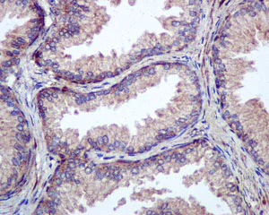 Immunohistochemistry (Formalin/PFA-fixed paraffin-embedded sections) - Anti-VPS24 antibody [EPR12821] - BSA and Azide free (AB249897)