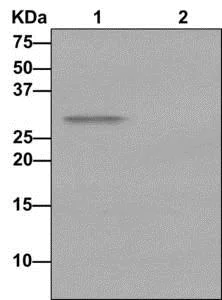 Immunoprecipitation - Anti-VPS24 antibody [EPR12821] - BSA and Azide free (AB249897)