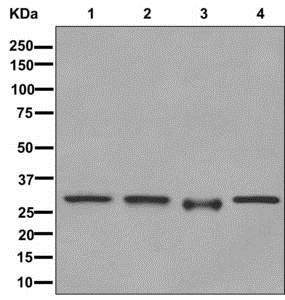 Western blot - Anti-VPS24 antibody [EPR12821] - BSA and Azide free (AB249897), expandable thumbnail