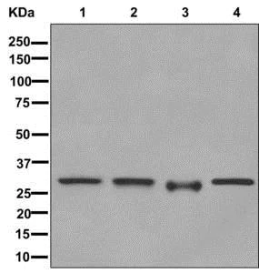 Western blot - Anti-VPS24 antibody [EPR12821] - BSA and Azide free (AB249897)