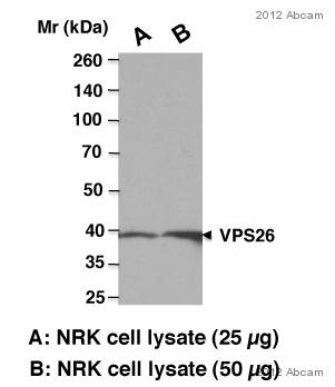 Western blot - Anti-VPS26 antibody (AB23892), expandable thumbnail