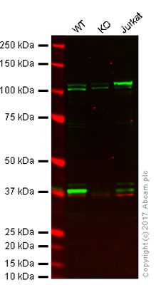 Western blot - Anti-VPS26 antibody (AB23892), expandable thumbnail