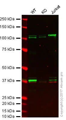 Western blot - Anti-VPS26 antibody (AB23892)