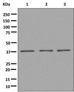 Western blot - Anti-VPS26 antibody [EPR13455(B)] - BSA and Azide free (AB250176)