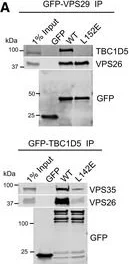 Western blot - Anti-VPS26 antibody [EPR13456] (AB181352)
