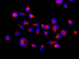 Immunocytochemistry/ Immunofluorescence - Anti-VPS26 antibody [EPR13456] - BSA and Azide free (AB250480)