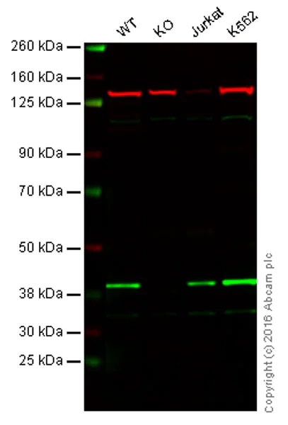 Western blot - Anti-VPS26 antibody [EPR13456] - BSA and Azide free (AB250480)