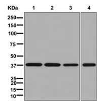 Western blot - Anti-VPS26 antibody [EPR13456] - BSA and Azide free (AB250480)