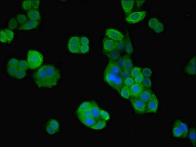 Immunocytochemistry/ Immunofluorescence - Anti-VPS26B antibody (AB236966)
