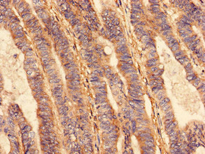 Immunohistochemistry (Formalin/PFA-fixed paraffin-embedded sections) - Anti-VPS26B antibody (AB236966), expandable thumbnail