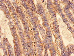 Immunohistochemistry (Formalin/PFA-fixed paraffin-embedded sections) - Anti-VPS26B antibody (AB236966)