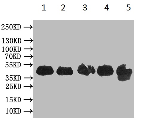 Western blot - Anti-VPS26B antibody (AB236966), expandable thumbnail