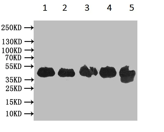 Western blot - Anti-VPS26B antibody (AB236966)