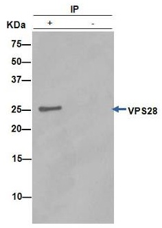 Immunoprecipitation - Anti-VPS28 antibody [EPR9880] (ab154793), expandable thumbnail
