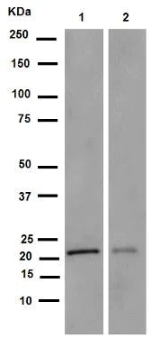 Western blot - Anti-VPS28 antibody [EPR9880] - BSA and Azide free (AB249102)