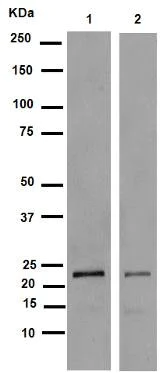 Western blot - Anti-VPS28 antibody [EPR9880] - BSA and Azide free (AB249102)