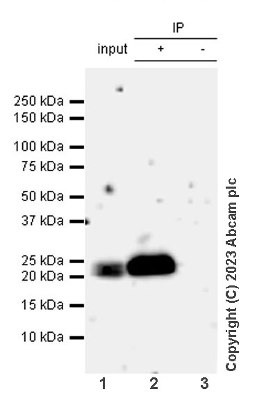 Immunoprecipitation - Anti-VPS29 antibody [EPR28122-8] (AB315334), expandable thumbnail