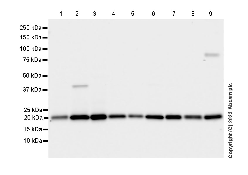 Western blot - Anti-VPS29 antibody [EPR28122-8] (AB315334), expandable thumbnail