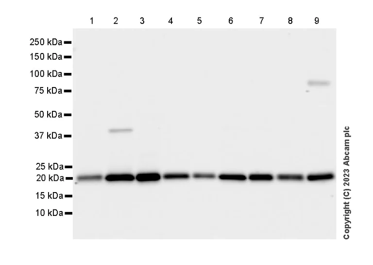 Western blot - Anti-VPS29 antibody [EPR28122-8] (AB315334)
