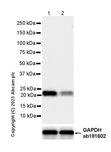Western blot - Anti-VPS29 antibody [EPR28122-8] - BSA and Azide free (AB315335)