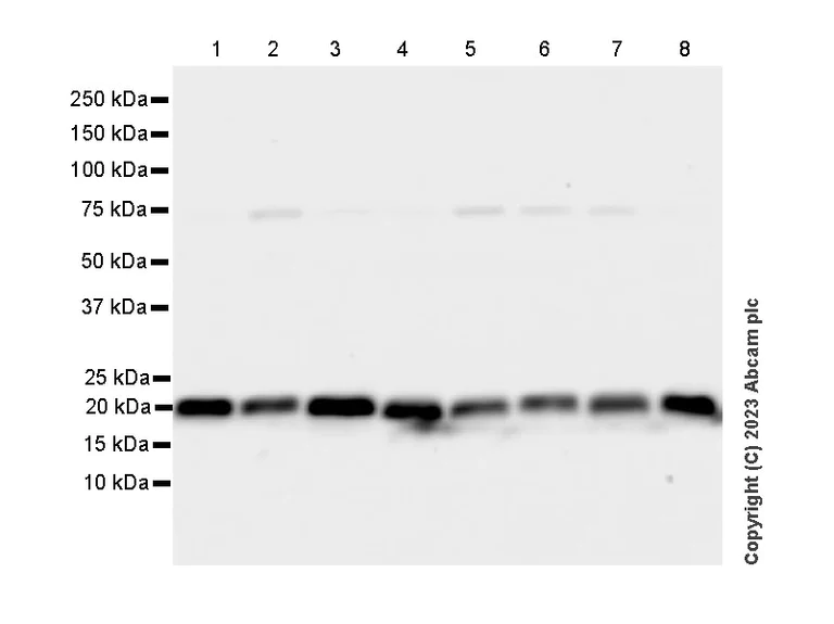 Western blot - Anti-VPS29 antibody [EPR28122-8] - BSA and Azide free (AB315335)