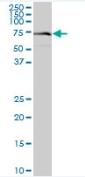 Western blot - Anti-VPS33A antibody (AB88254)