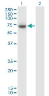 Western blot - Anti-VPS33A antibody (AB88254)