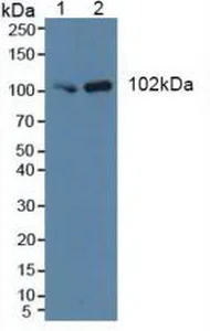 Western blot - Anti-VPS34 antibody (AB233437)