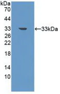 Western blot - Anti-VPS34 antibody (AB233437)