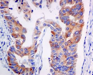 Immunohistochemistry (Formalin/PFA-fixed paraffin-embedded sections) - Anti-VPS34 antibody [EPR5301] (AB124905)