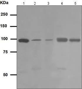 Western blot - Anti-VPS34 antibody [EPR5301] (AB124905)