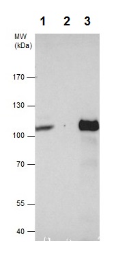 Immunoprecipitation - Anti-VPS34 antibody - N-terminal (AB227861)