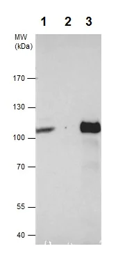 Immunoprecipitation - Anti-VPS34 antibody - N-terminal (AB227861)