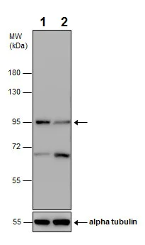 Western blot - Anti-VPS34 antibody - N-terminal (AB227861)