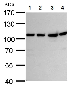Western blot - Anti-VPS34 antibody - N-terminal (AB227861)
