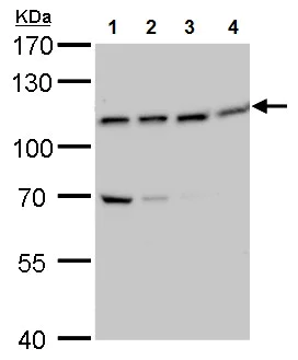 Western blot - Anti-VPS34 antibody - N-terminal (AB227861)