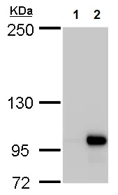 Western blot - Anti-VPS34 antibody - N-terminal (AB227861)