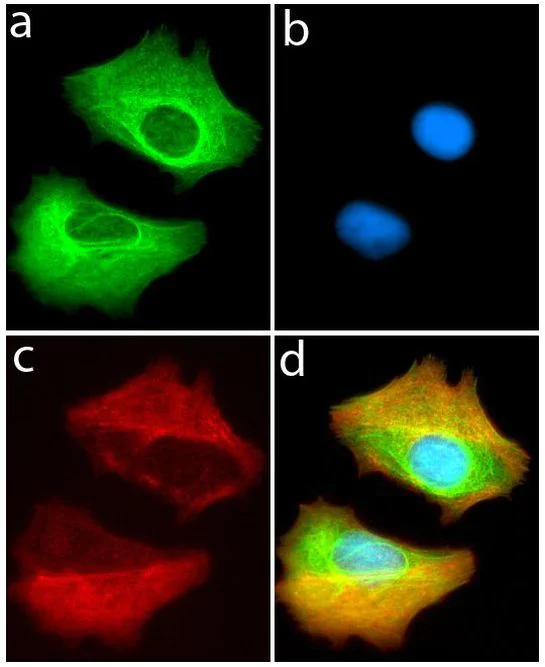 Immunocytochemistry/ Immunofluorescence - Anti-VPS34 antibody [RP23040043] (AB308020)