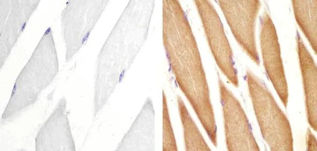 Immunohistochemistry paraffin embedded sections - Anti-VPS34 antibody [RP23040043] (AB308020)