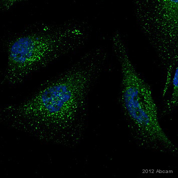 Immunocytochemistry/ Immunofluorescence - Anti-VPS35 antibody (AB10099), expandable thumbnail
