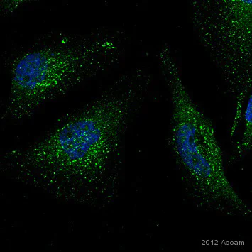 Immunocytochemistry/ Immunofluorescence - Anti-VPS35 antibody (AB10099)