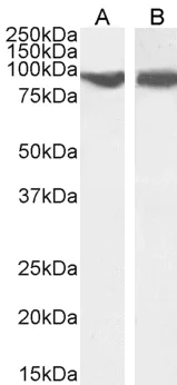 Western blot - Anti-VPS35 antibody (AB10099)