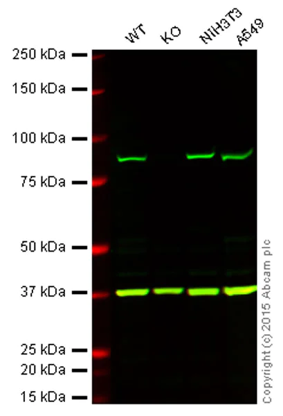 Western blot - Anti-VPS35 antibody (AB10099)