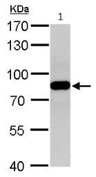 Western blot - Anti-VPS35 antibody (AB97545)