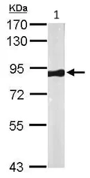 Western blot - Anti-VPS35 antibody (AB97545)