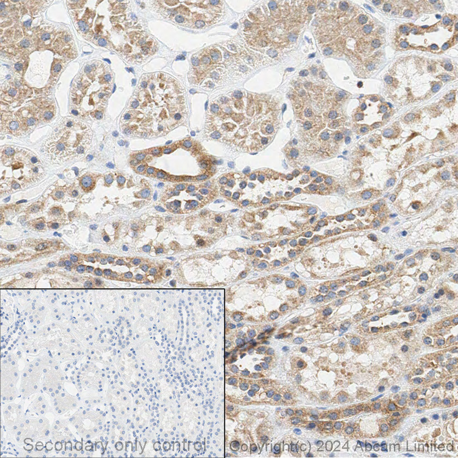 Immunohistochemistry (Formalin/PFA-fixed paraffin-embedded sections) - Anti-VPS35 antibody [EPR11501(B)] (ab157220), expandable thumbnail