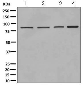 Western blot - Anti-VPS35 antibody [EPR11501(B)] (AB157220)