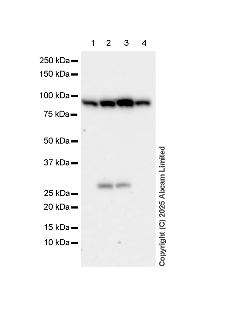 Western blot - Anti-VPS35 antibody [EPR11501(B)] (AB157220)