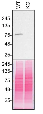 Western blot - Anti-VPS35 antibody [EPR11501(B)] - BSA and Azide free (AB240141)